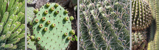 350: Cactus in Arizona